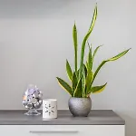 Large 3-bedroom Oasis In Quiet Area With Garden * グジラ