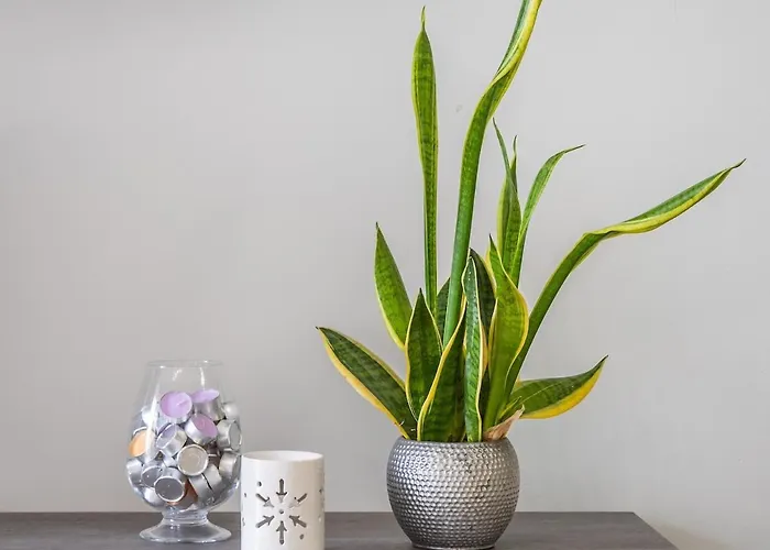 Large 3-bedroom Oasis In Quiet Area With Garden * Gzira